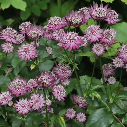 Astrantia major 'Venice' 2L -