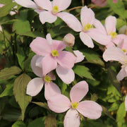 Clematis montana 'Tetrarose' 60cm