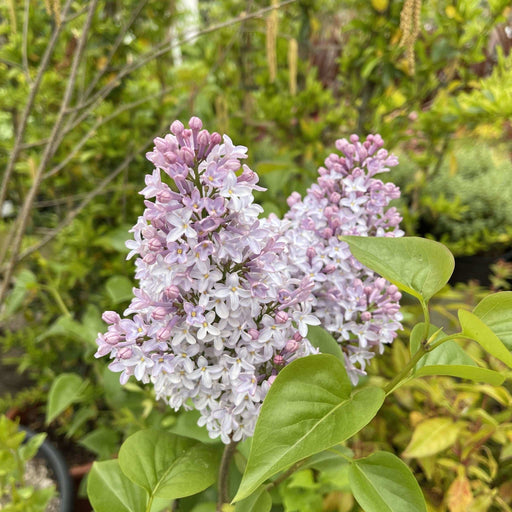 Syringa vulgaris 'Michel Buchner' 2L -