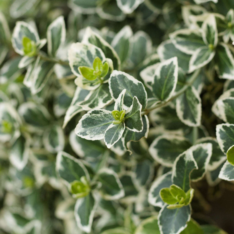 Euonymus japonicus ‘Kathy’ 9cm