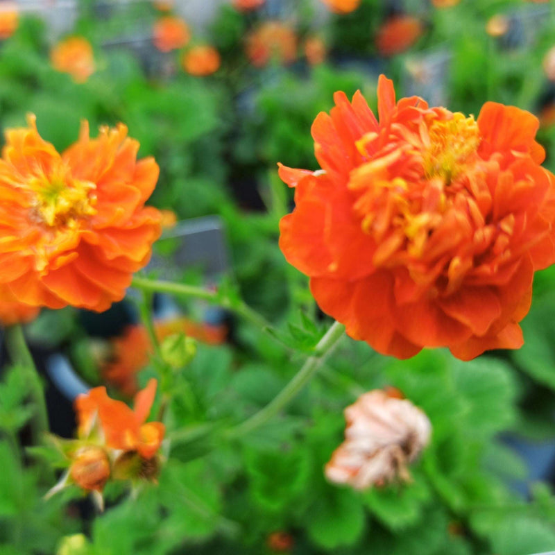 Geum 'Orange Pumpkin' 2L -