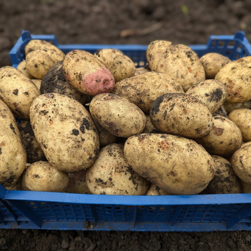 Maris Piper Seed Potatoes 2KG