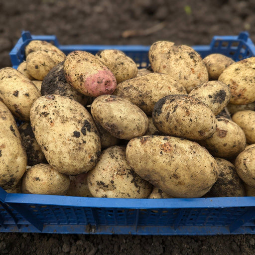 Maris Piper Seed Potatoes 2KG