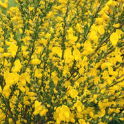 3 x Cytisus 2L -