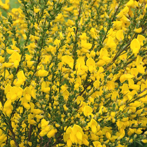 3 x Cytisus 2L -