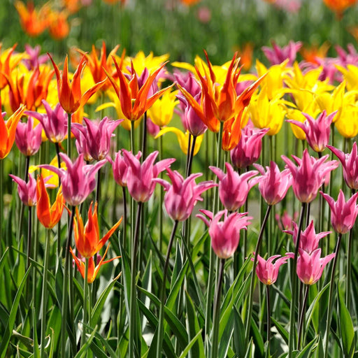 Tulip Lily Flowering Mix (6 Bulbs) -