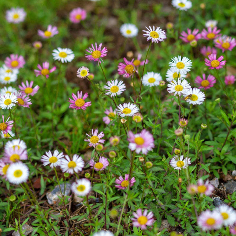Erigeron karvinskianus 'Sea of Blossom' 9cm -
