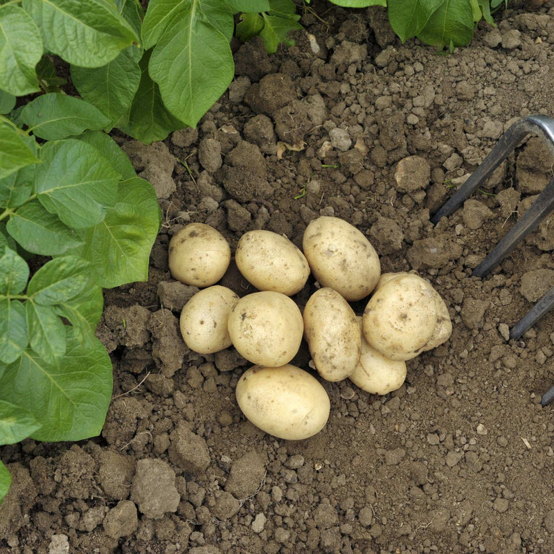 Pentland Javelin Seed Potatoes 2KG - Home & Garden > Plants > Seeds, Bulbs & Accessories > Seeds & Seed Tape > Seeds