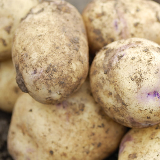 Kestrel Seed Potatoes 2KG - Home & Garden > Plants > Seeds, Bulbs & Accessories > Seeds & Seed Tape > Seeds