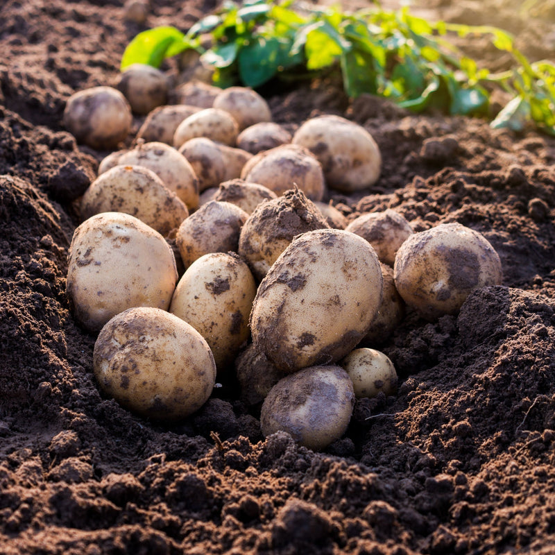 Wilja Seed Potatoes 2KG - Home & Garden > Plants > Seeds, Bulbs & Accessories > Seeds & Seed Tape > Seeds
