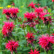 Monarda Fireball 9cm -