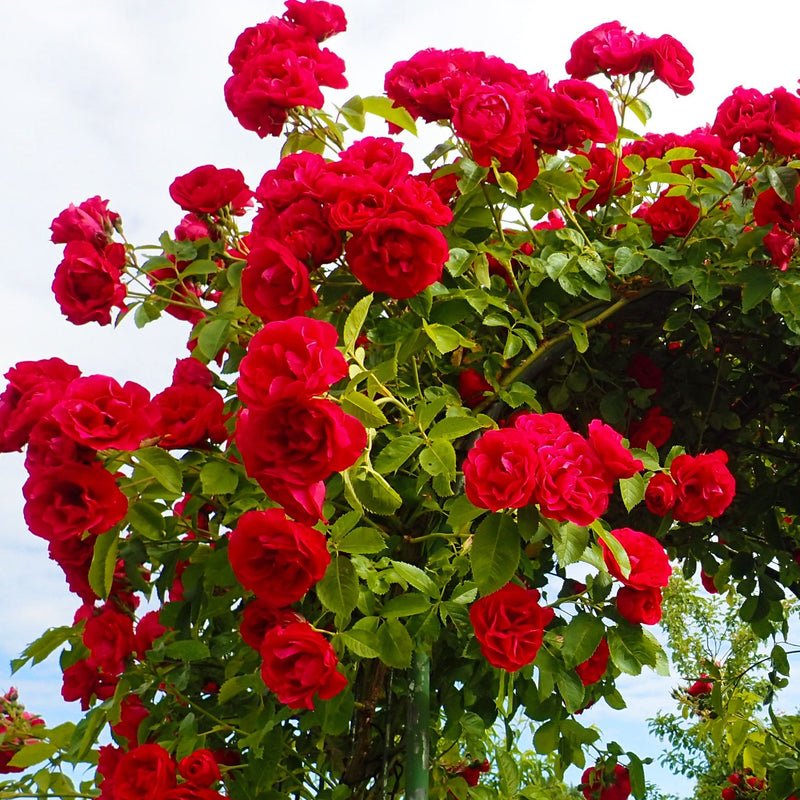 Paul's Scarlet | Climbing Rose | 4L Potted Rose (PRE ORDER DECEMBER '25) -