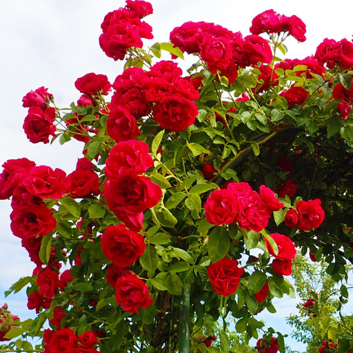 Paul's Scarlet | Climbing Rose | 4L Potted Rose (PRE ORDER DECEMBER '25) -