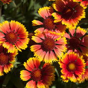 Gaillardia 1.5L (Our Choice) -