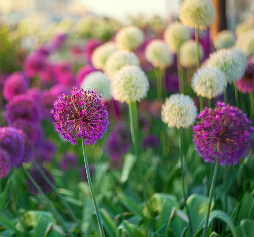 Allium Border Mixture (5 Bulbs) -