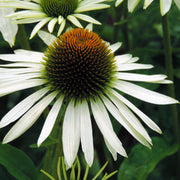 Echinacea purpurea 'White Swan' 9cm / 2L -