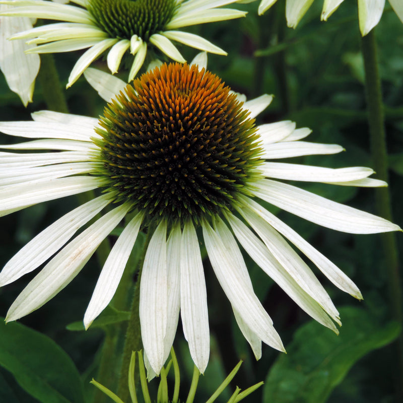 Echinacea purpurea 'White Swan' 9cm / 2L -