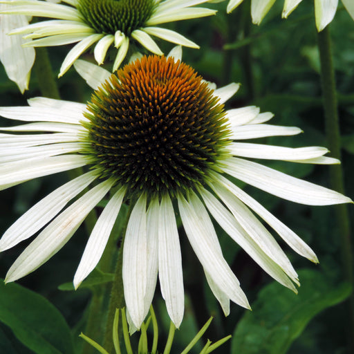 Echinacea purpurea 'White Swan' 9cm / 2L -