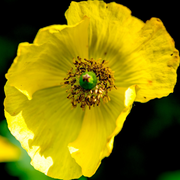 Papaver 'Moondance' 3L -