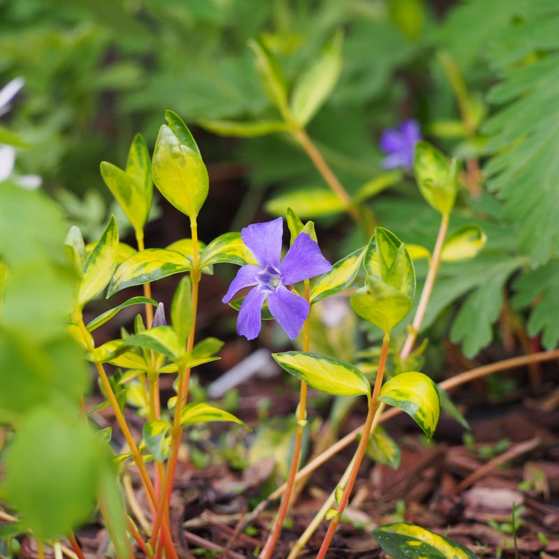 Vinca minor 'illumination' (periwinkle) 9cm -
