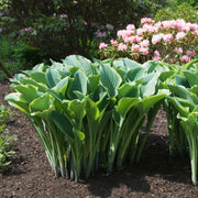Hosta 'Regal Splendor' 9cm -