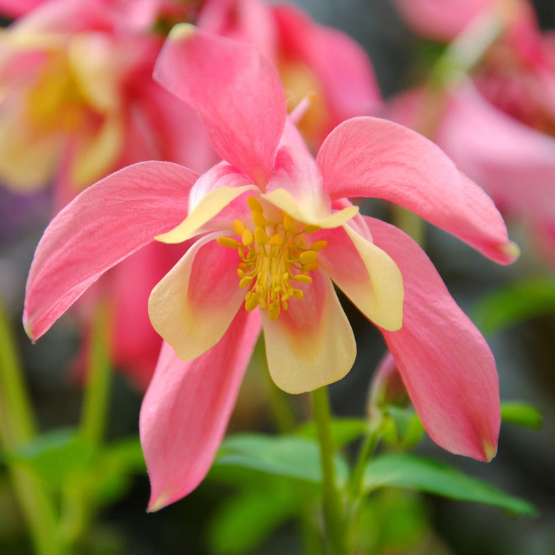 Aquilegia earlybird Red/Yellow 9cm -