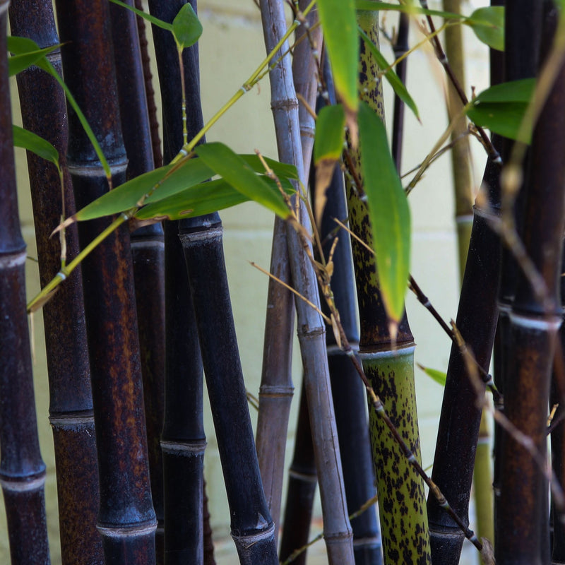 Phyllostachys nigra | Black Bamboo 80-90cm (Multi-Buy Offers) -