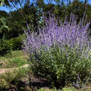 Perovskia 'Blue Spire' 9cm / 2L -