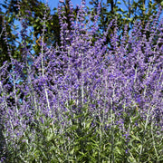 Perovskia 'Blue Steel' 9cm Pot -
