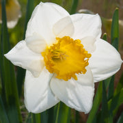 Daffodil 'Sempre Avanti' (5 Bulbs) -