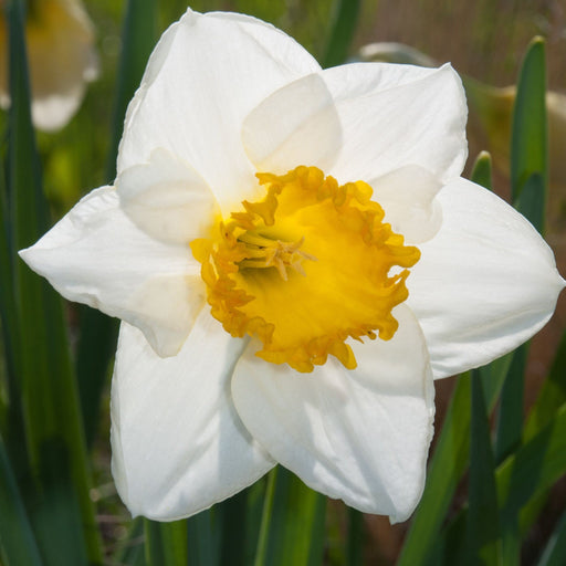 Daffodil 'Sempre Avanti' (5 Bulbs) -