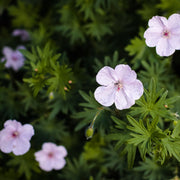 Geranium sanguineum 'Vision Pink' 9cm -