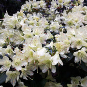 Azalea japonica Palestrina 5L -