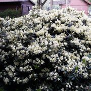 Azalea japonica Palestrina 5L -