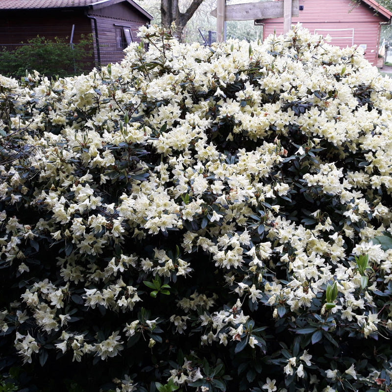 Azalea japonica Palestrina 5L -