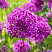 Allium 'Ambassador' 2L -