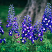 Delphinium elatum Guardian Blue 3L -