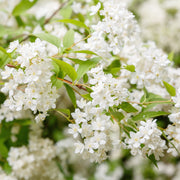 Deutzia gracilis 1L/2L -