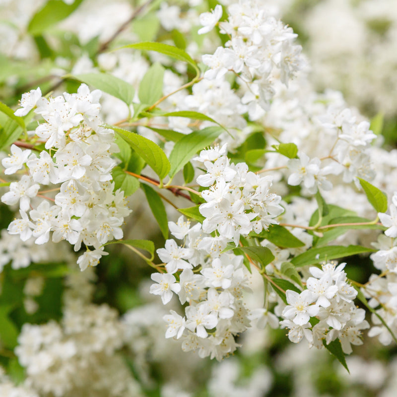 Deutzia gracilis 1L/2L -