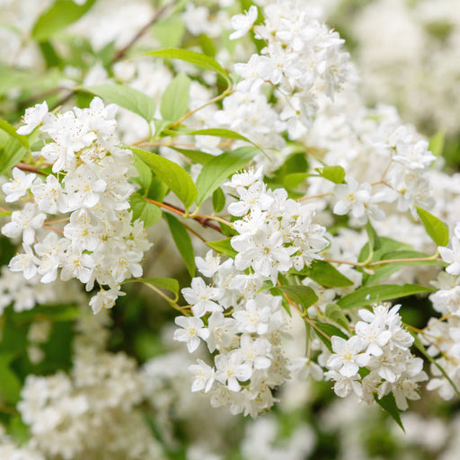 Deutzia gracilis 1L/2L -