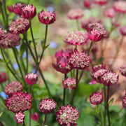 Astrantia Moulin Rouge 9cm -