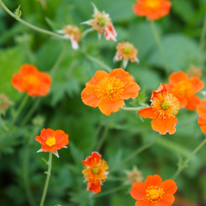 Geum Borisii 9cm -