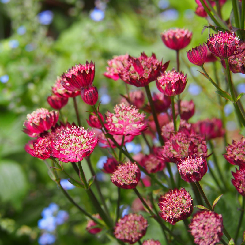 Astrantia Moulin Rouge 9cm -