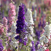 Delphinium pacific Hybrids Mixed 9cm -