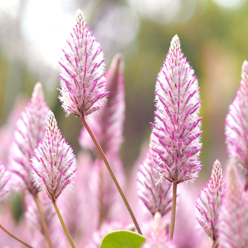 Tiarella 'Pink Sky Rocket' 2L -