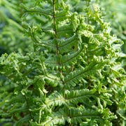Dryopteris ‘The King’ 9cm Pot -