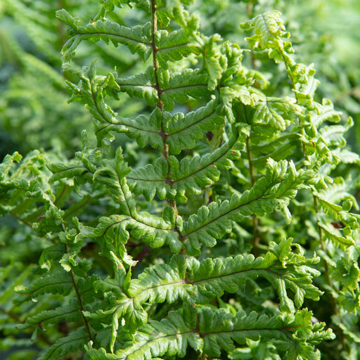 Dryopteris ‘The King’ 9cm Pot -