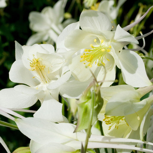 Aquilegia 'White Star' 1L -