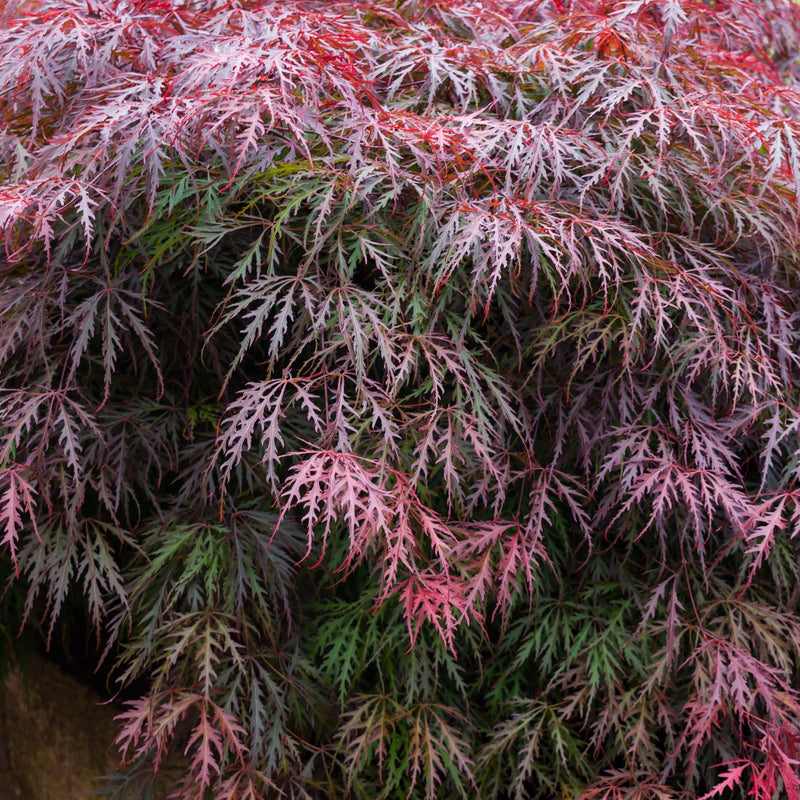 Acer palmatum Garnet 3L-235L -