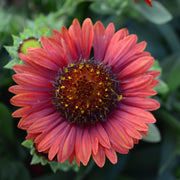 Gaillardia 'Mesa Red' 9cm Pot -